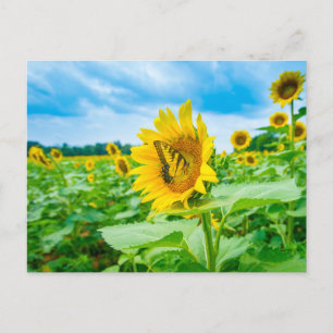 Sonnenblumen mit Schmetterling-Foto Postkarte
