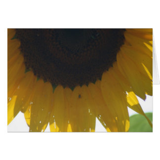Sonnenblumen-Mitteilungskarten