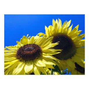 Sonnenblumen-Moonwalker reichen in den Himmel Fotodruck