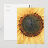 Sonnenblumen Nah-up Foto Postkarte (Vorne/Hinten)