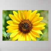 Sonnenblumen Nah-Up-Poster Poster (Vorne)