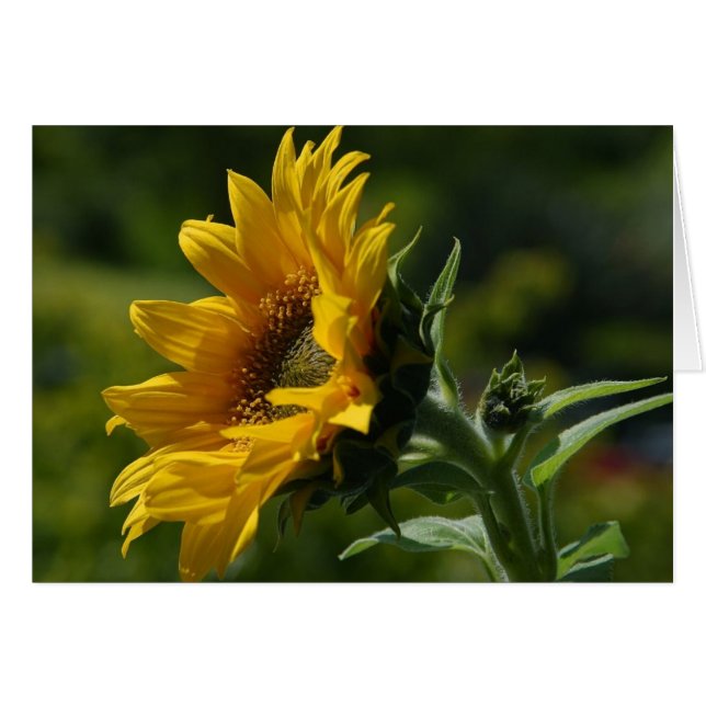 Sonnenblumen Petals Pollen Gelb (Vorderseite (Horizontal))