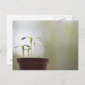Sonnenblumen-Pflanze, die in Topf 2 keimen Postkarte (Vorne/Hinten)