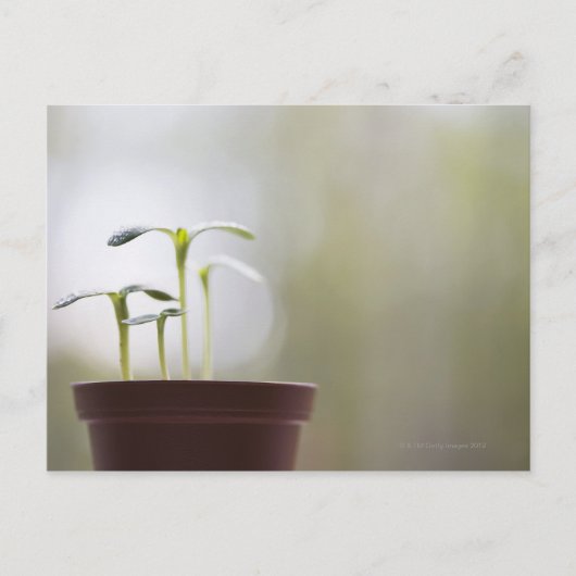 Sonnenblumen-Pflanze, die in Topf 2 keimen Postkarte (Vorderseite)