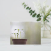 Sonnenblumen-Pflanze, die in Topf 2 keimen Postkarte (Stehend Vorderseite)