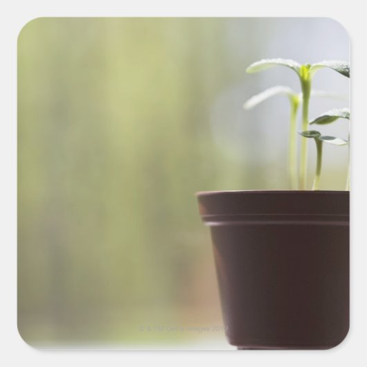 Sonnenblumen-Pflanze sprießen im Topf Quadratischer Aufkleber (Vorderseite)