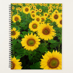 Sonnenblumen Planer