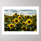 Sonnenblumen Poster (Vorne)