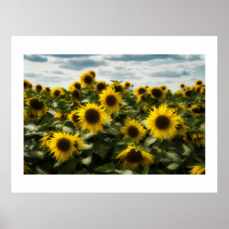 Sonnenblumen Poster