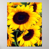 Sonnenblumen Poster (Vorne)