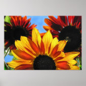 Sonnenblumen Poster (Vorne)