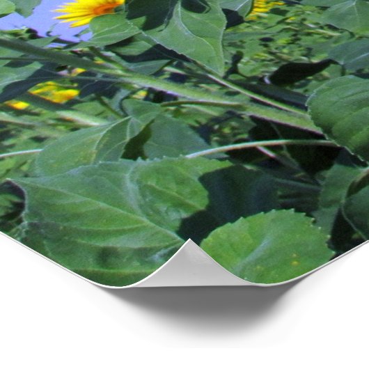 Sonnenblumen Poster (Ecke)