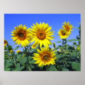 Sonnenblumen Poster (Vorne)