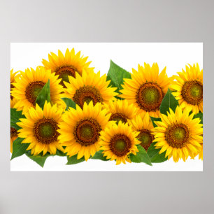 Sonnenblumen Poster