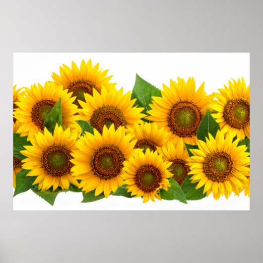 Sonnenblumen Poster (Vorne)