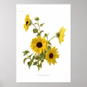 Sonnenblumen Poster (Vorne)