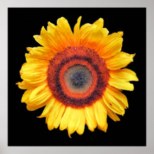 SONNENBLUMEN POSTER