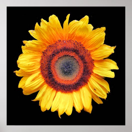 SONNENBLUMEN POSTER (Vorne)