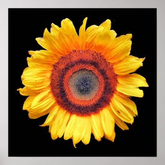 SONNENBLUMEN POSTER (Vorne)