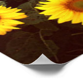 Sonnenblumen Poster (Ecke)