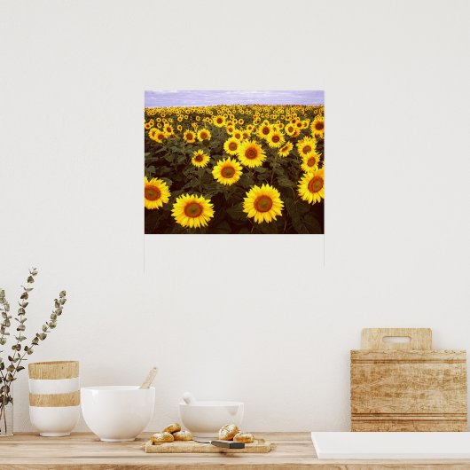 Sonnenblumen Poster (Küche)
