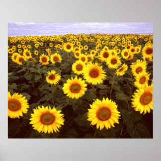 Sonnenblumen Poster