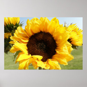 Sonnenblumen Poster