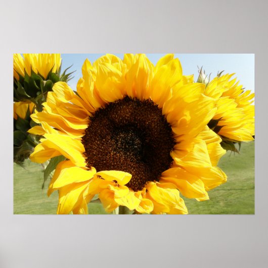 Sonnenblumen Poster (Vorne)