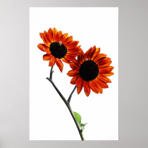 Sonnenblumen Poster