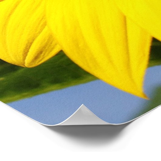 Sonnenblumen Poster (Ecke)