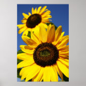 Sonnenblumen Poster (Vorne)