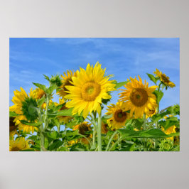 Sonnenblumen Poster