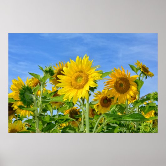 Sonnenblumen Poster (Vorne)
