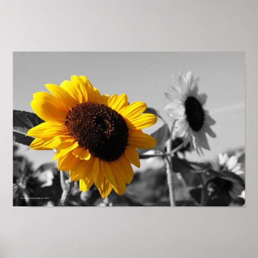 Sonnenblumen Poster (Vorne)