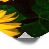 Sonnenblumen Poster (groß) (Ecke)