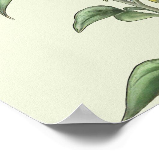 Sonnenblumen-Poster Poster (Ecke)