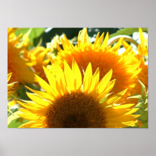 Sonnenblumen-Poster Poster