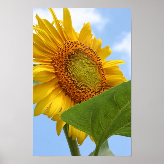 Sonnenblumen-Poster Poster (Vorne)