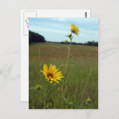Sonnenblumen Postkarte (Vorne/Hinten)