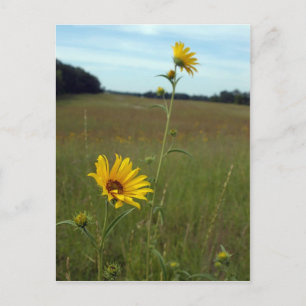 Sonnenblumen Postkarte
