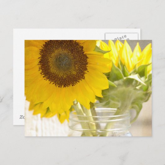 Sonnenblumen Postkarte (Vorne/Hinten)
