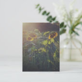 Sonnenblumen Postkarte (Stehend Vorderseite)