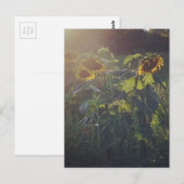 Sonnenblumen Postkarte (Vorne/Hinten)