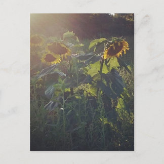 Sonnenblumen Postkarte