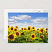 Sonnenblumen Postkarte (Vorne/Hinten)