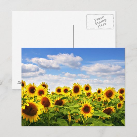 Sonnenblumen Postkarte (Vorne/Hinten)
