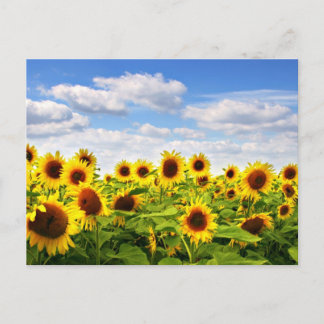 Sonnenblumen Postkarte