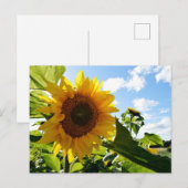Sonnenblumen Postkarte (Vorne/Hinten)