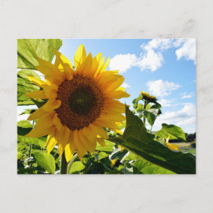 Sonnenblumen Postkarte