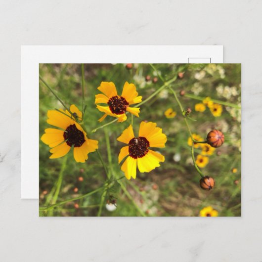 Sonnenblumen Postkarte (Vorne/Hinten)